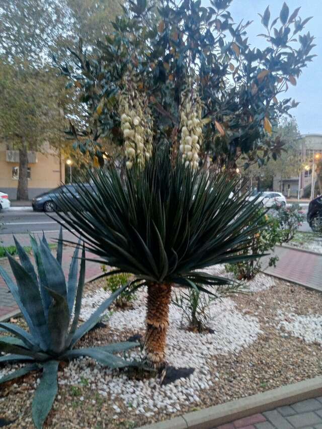 Гостиница Оскар Геленджик-155